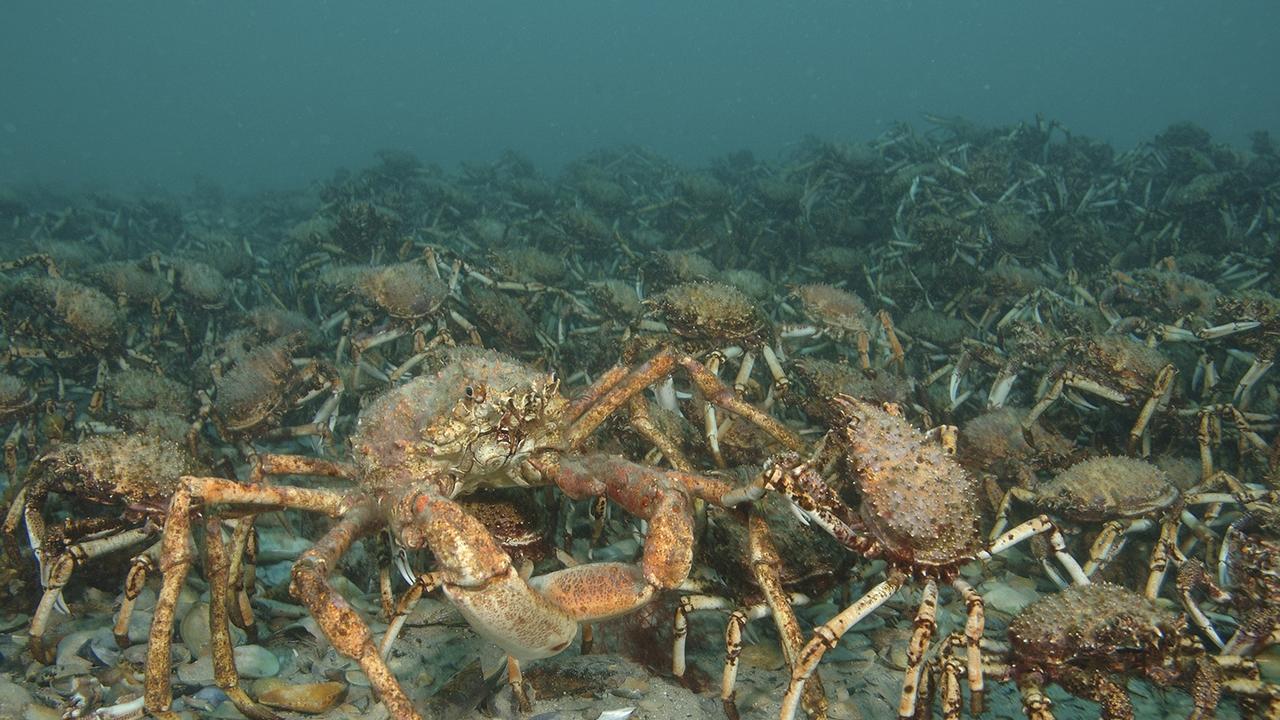 国内一只上千块的帝王蟹，却在欧洲泛滥，每吃一只都是在拯救世界