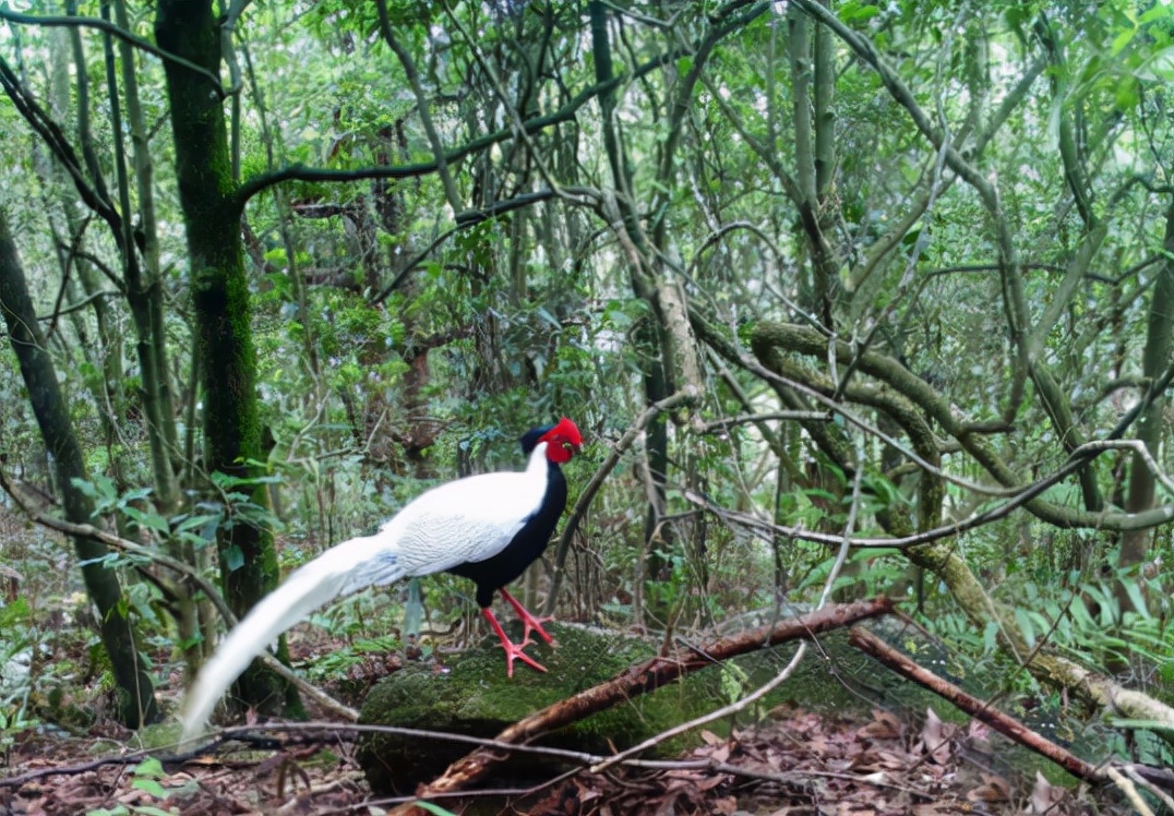 自2020年3月开展野生动物红外相机监测工作以来,就已经陆