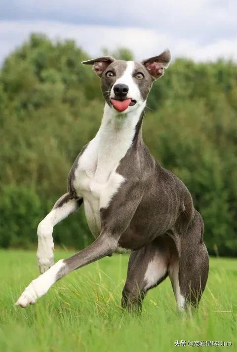 百科 | 惠比特犬,外表软萌的凶猛猎兔王