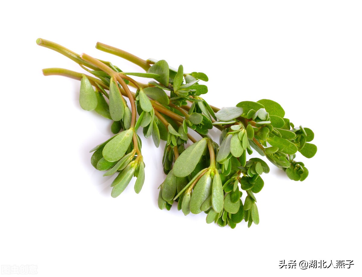 春天挖野菜，送你56种野菜大图片，带你见识不同的野菜和吃法