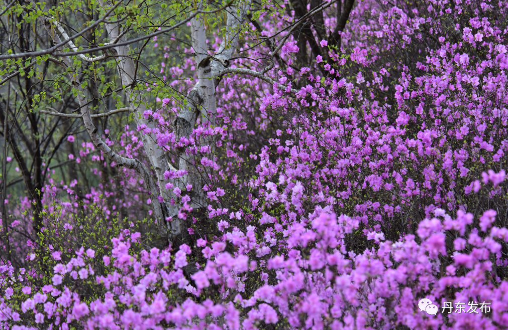 丹东这一地儿入选全国十大赏樱地！赏花攻略提前收藏