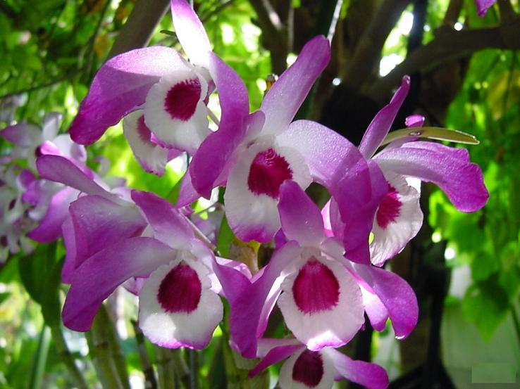 兰花的花语和寓意,球兰花的花语和寓意是什么_友友