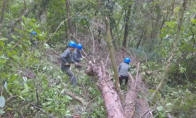 在阳春马水、河口、潭水等发现松材线虫病面积1940亩，已有效控制