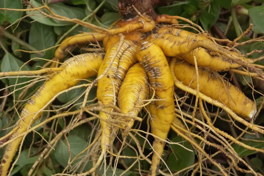 牛蒡根的功效与作用 牛蒡长什么样子图片-佳迪双