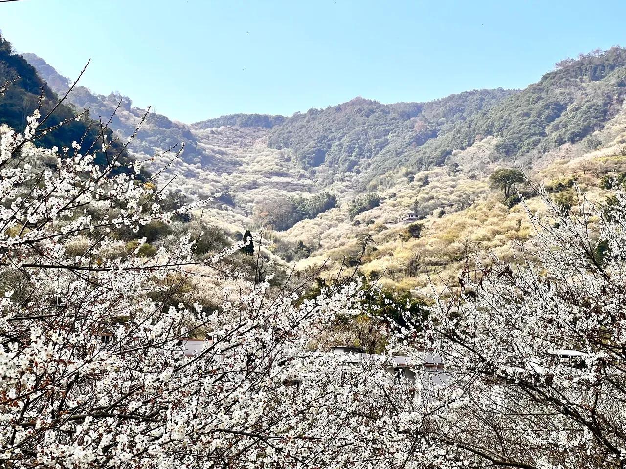 永泰特产小吃有哪些（福州永泰特产图片及介绍）