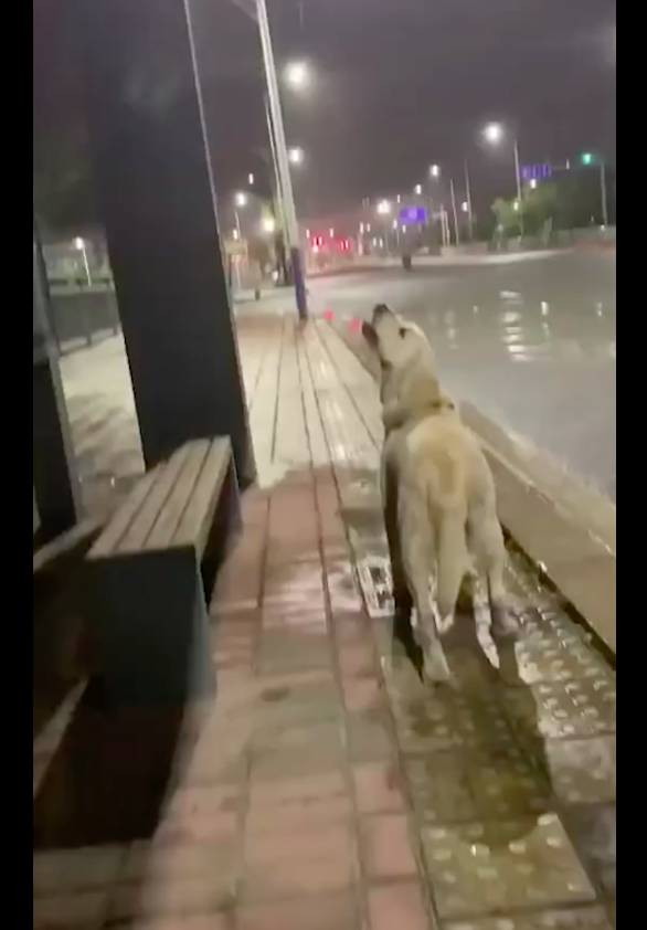 流浪狗仰头在喝雨水，不服命运努力活下去的样子让人疼，结局很暖