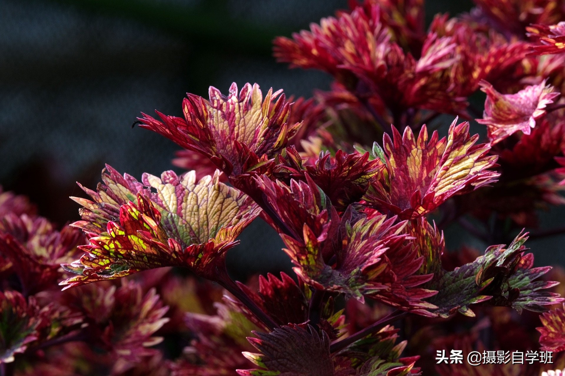 大自然的小細(xì)節(jié)，總會給你驚喜，用這8個攝影技巧拍下它們吧