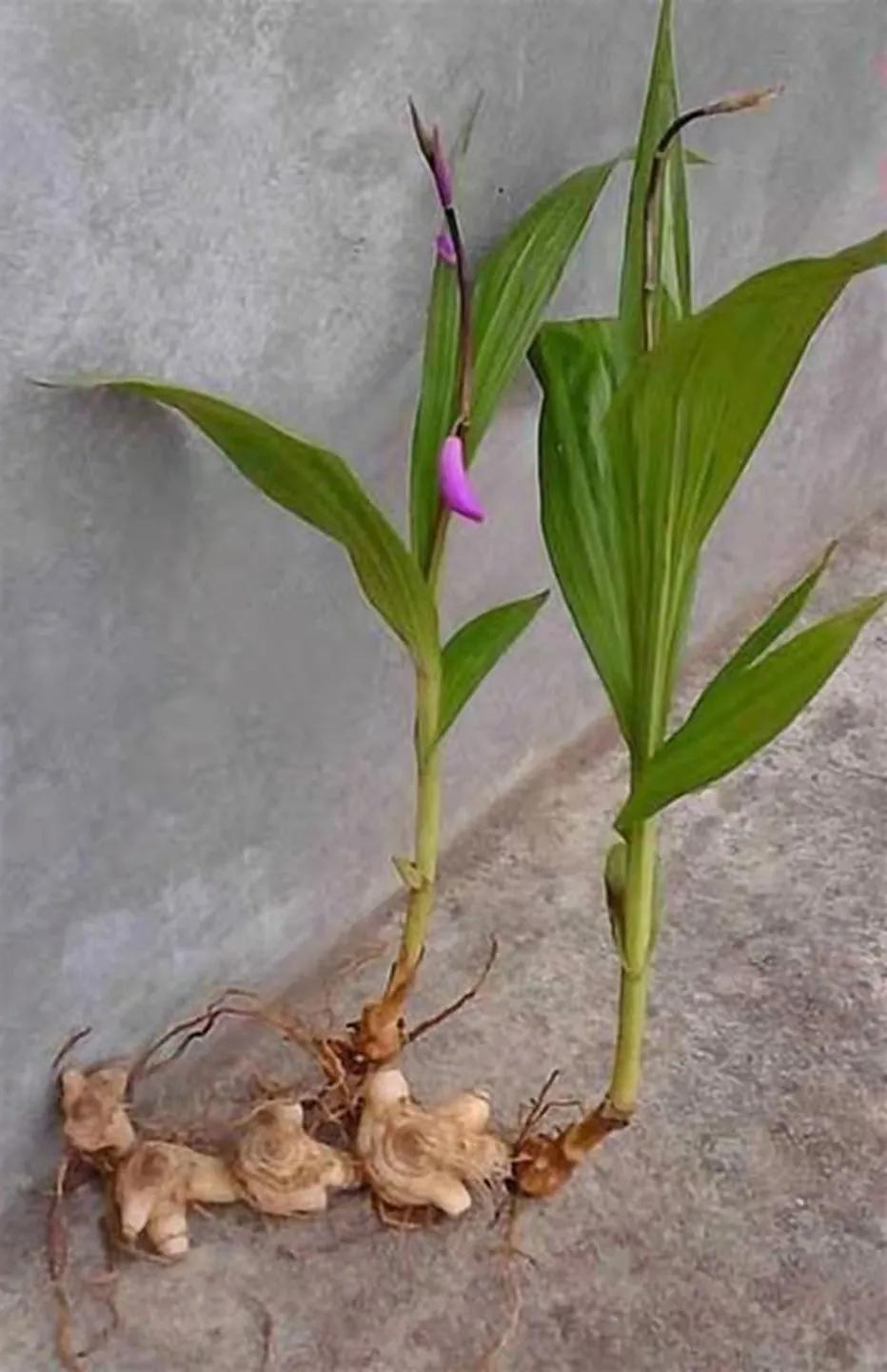 不抛弃,不放弃,顽强母亲挖"白鸡母"救儿