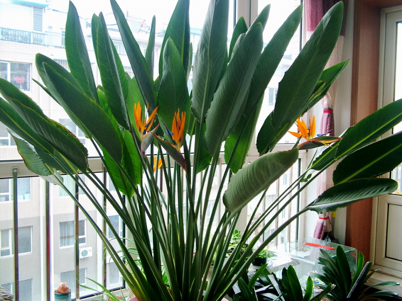 客厅最旺宅的大型植物(客厅最旺宅的大型植物天堂鸟)