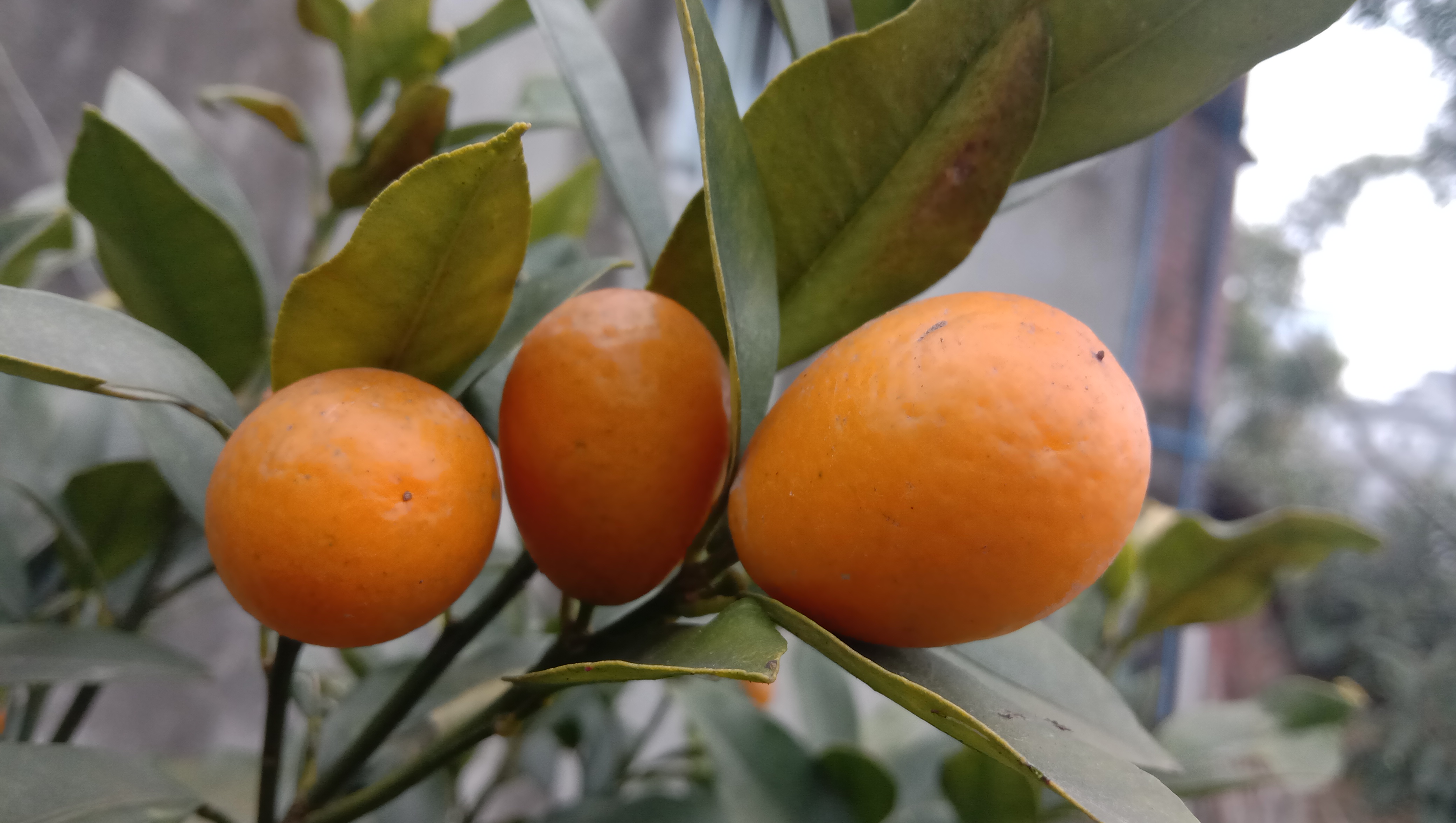 金钱桔的功效与作用视频-我的快乐小窝