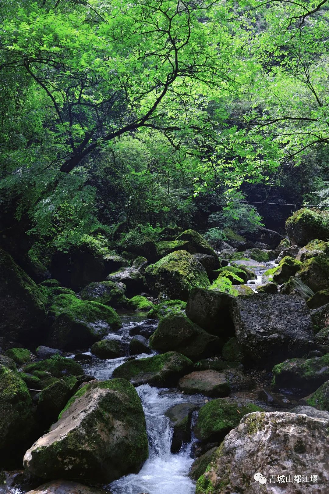 都江堰的六月！烟雨入古堰，山水云雾起......成都出发1h抵达的23℃避暑胜地！这个夏天一定要这样玩～