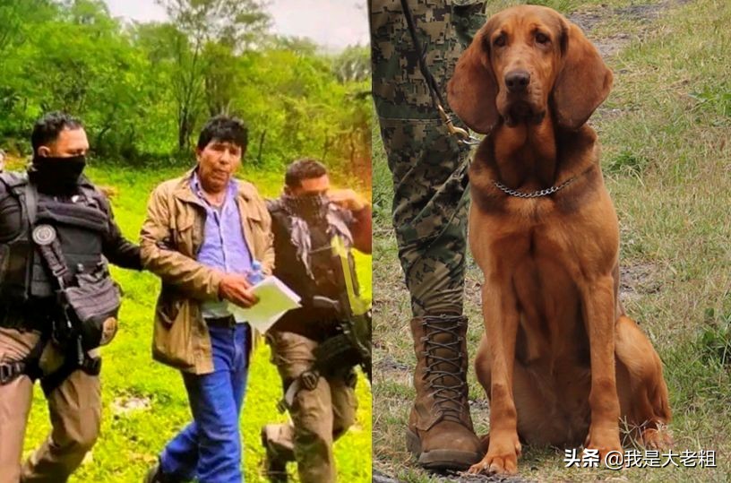 逮捕毒枭教父立首功軍犬 Max正面憂郁帥照曝光 狗中潘安 天天看點