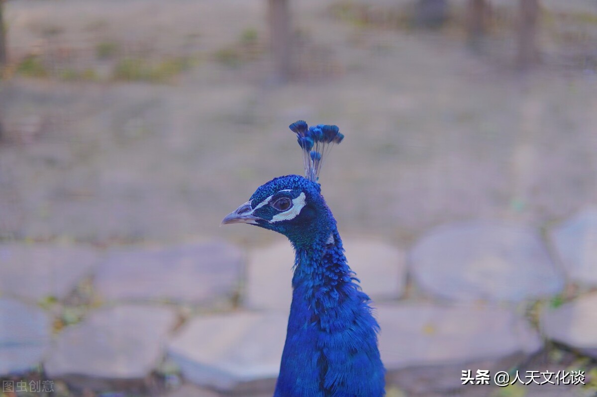 诗·父亲的背（外一首），我看到父亲的背上长了好大的一个太阳