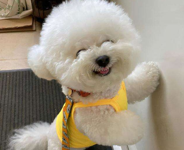 5大点,带你看完"比熊犬"的一生