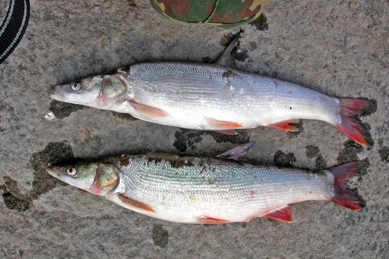 东北鱼种类图片