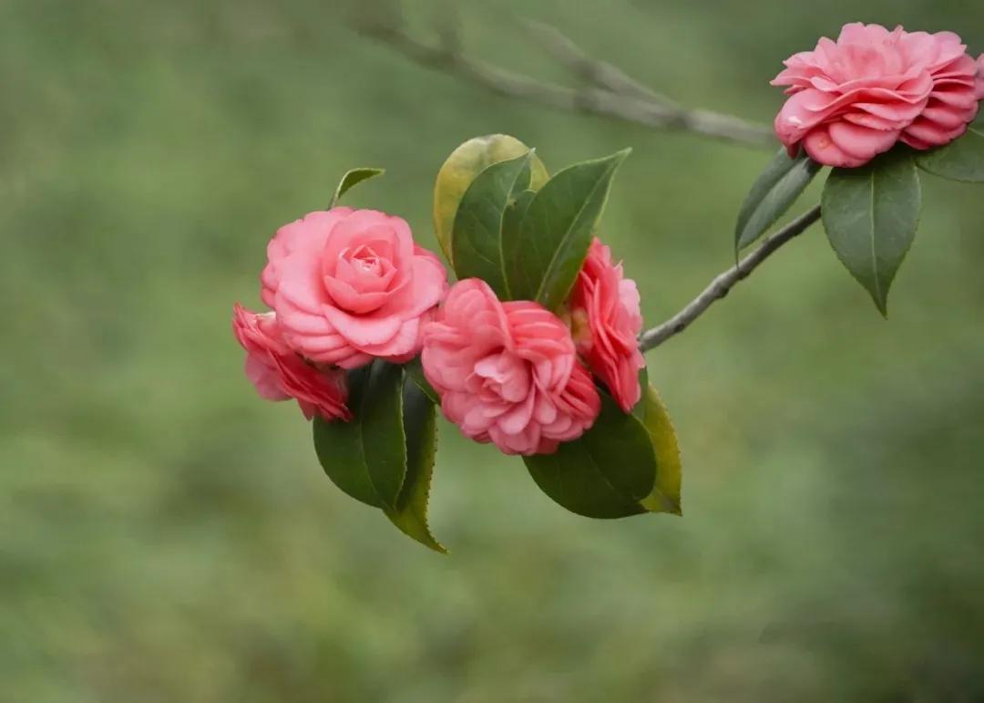 周永红：茶花女