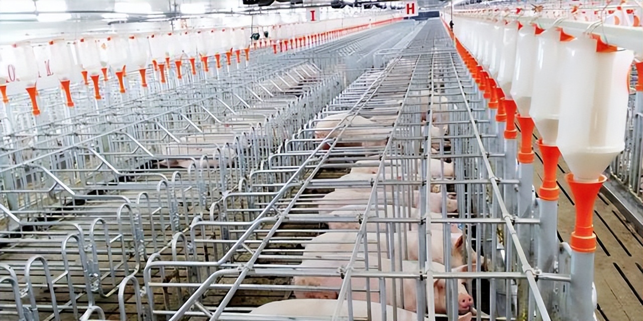 今日猪价养猪技术「养猪网今日猪价网」