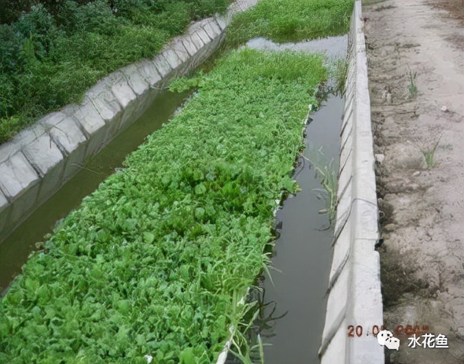 水产养殖尾水处理——多级人工湿地净水技术