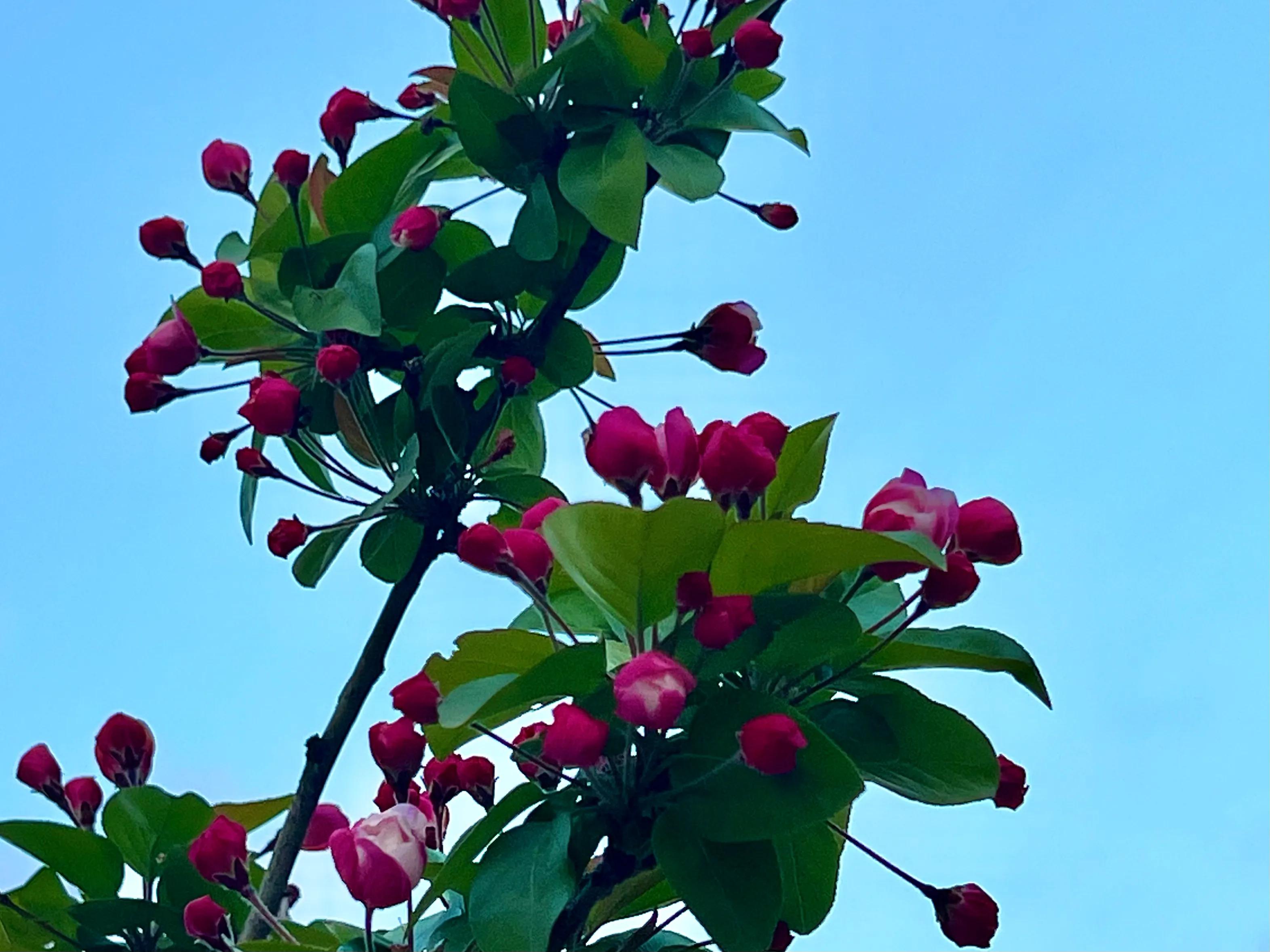 人间四月尽芳菲，繁花似锦芳草茵茵，花香四溢沁人心脾