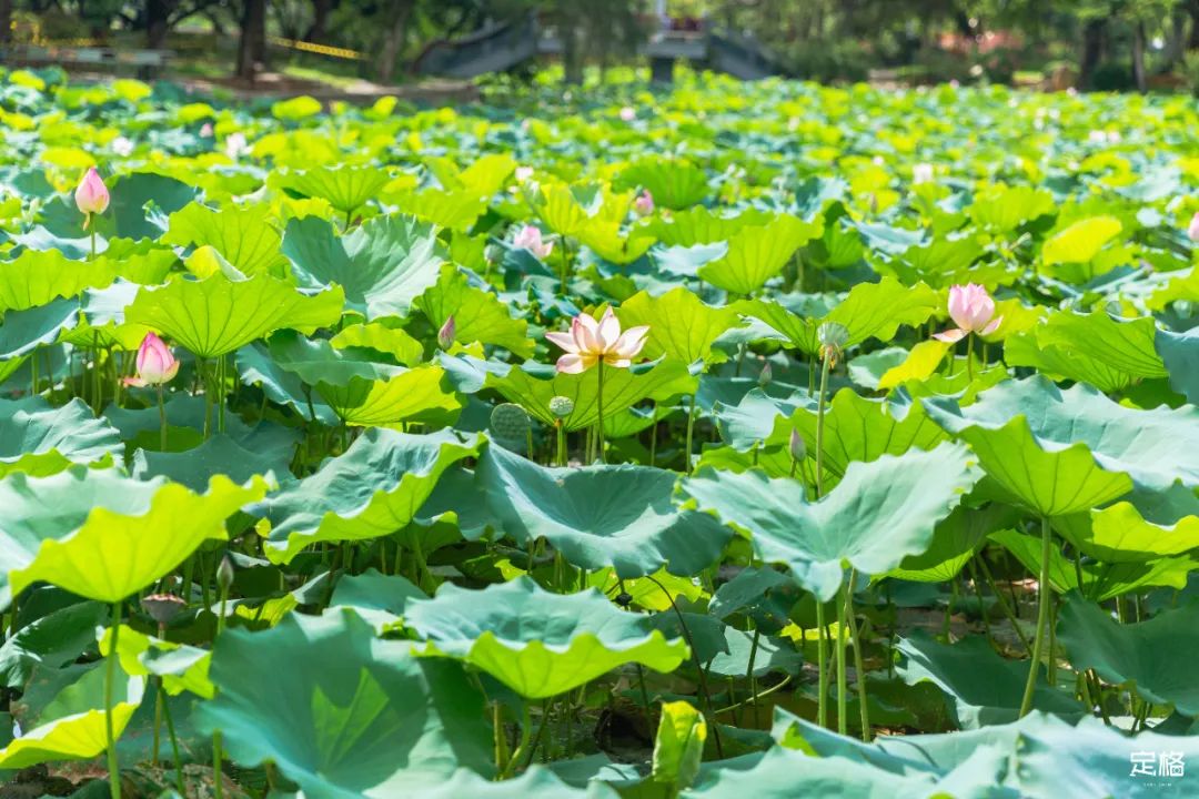 深圳好玩的地方排名榜（深圳好玩的地方 排行榜）-第53张图片-科灵网