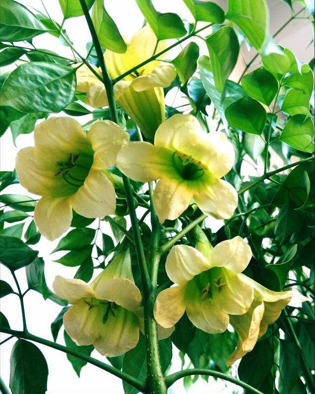 养花的老人说 5种 吉利花 轻易不开花 开花寓意吉祥到 天天看点