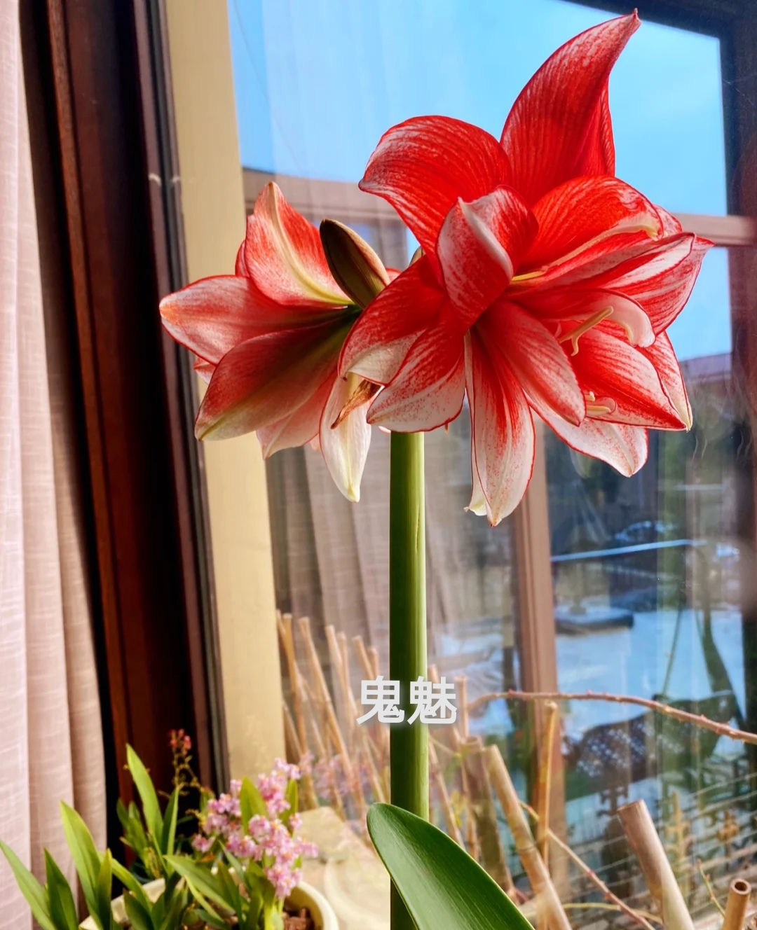 26码睡衣穿多大(最受欢迎的20种朱顶红,个个花大色艳,开花不断)