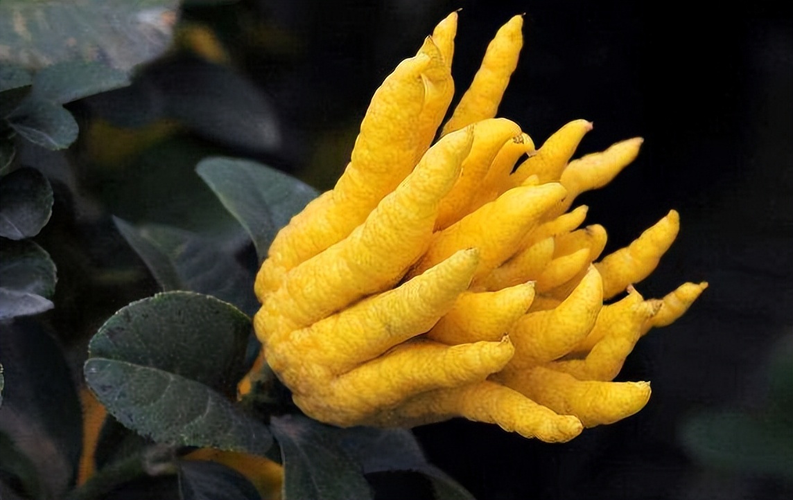 一味中药:佛手,能疏肝解郁!郁解了,结节自然消散