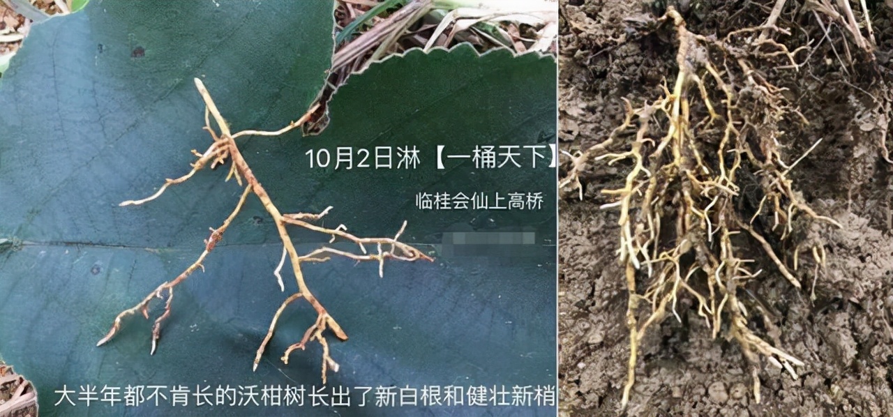 花粉多糖肥好用吗？怎么用？一文说清楚