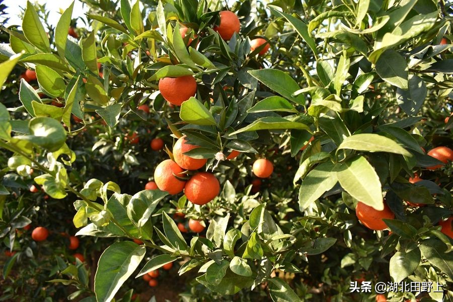 見(jiàn)證一個(gè)柑橘產(chǎn)業(yè)大村——鴉鵲嶺鎮(zhèn)云臺(tái)村回訪小記