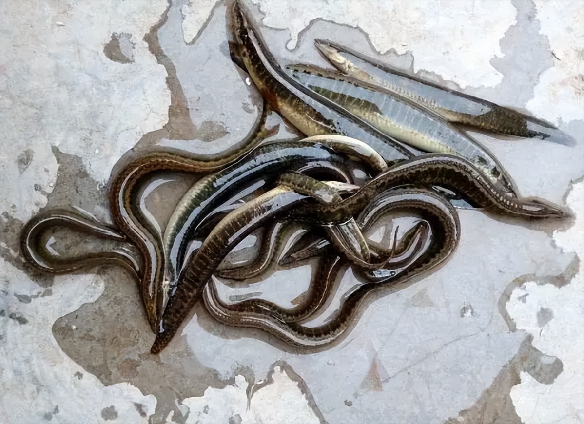 过去常用来喂鸭的"刀鳅",如今1斤70元难买到,它有什么价值?