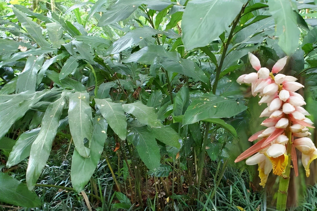 山姜的功效与作用(12种姜科的辛香料) - 行就行