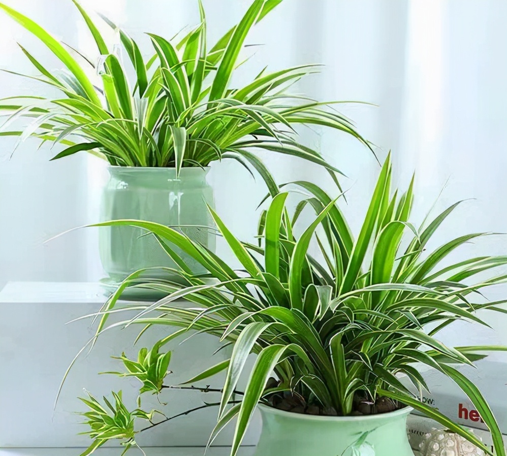 家里光照不足，建议养这10种“耐阴花”，有点散光就能长得很美