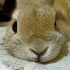 小兔的图片大全大图(超可爱！20种宠物兔图鉴（带图片）)
