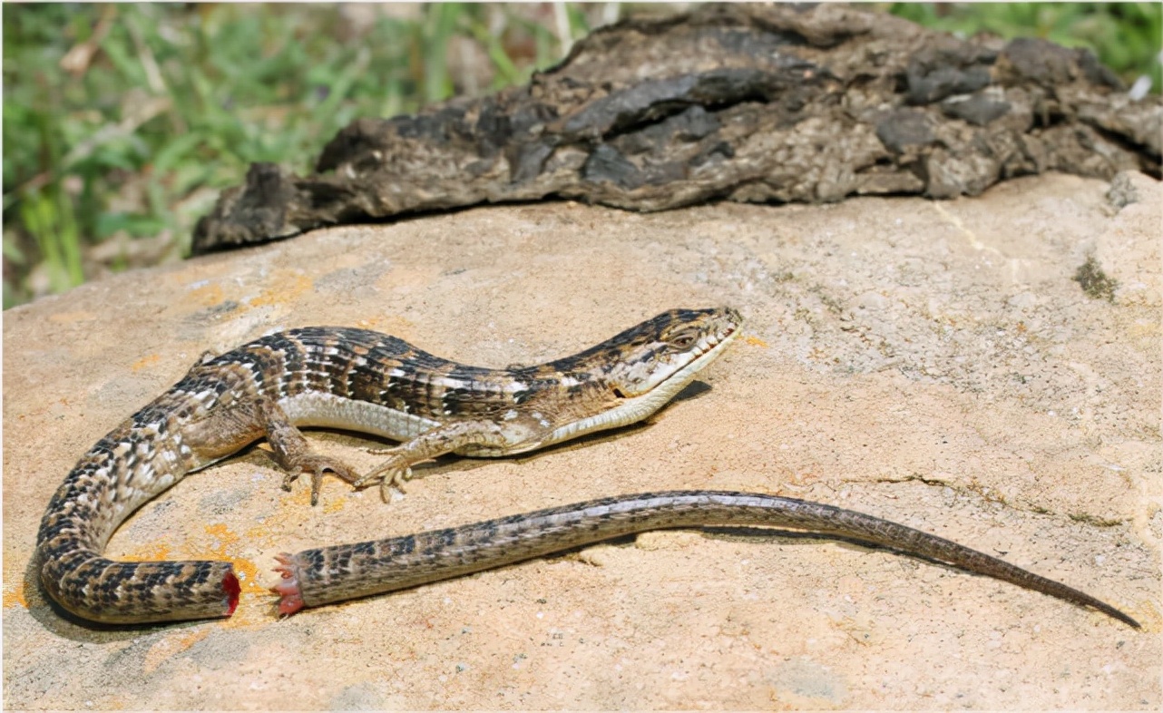 怎么驱赶壁虎(怎么驱赶壁虎进入房间)