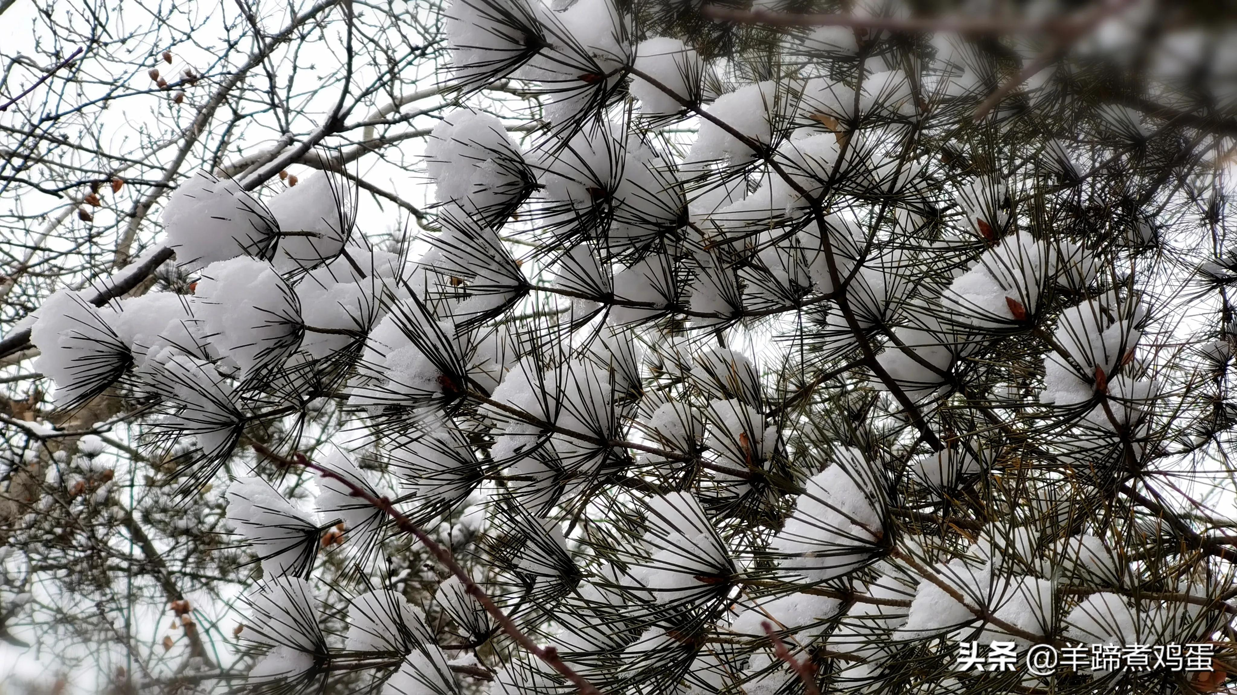 难览观园全画景雪覆腊梅一隅香——踏雪寻游北京大观园