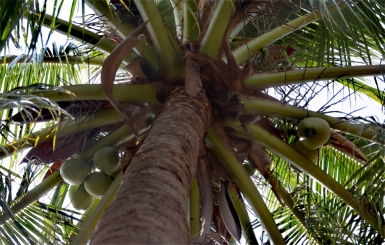 24年前在西沙中建岛栽了一棵椰子树，如今长成了啥样？