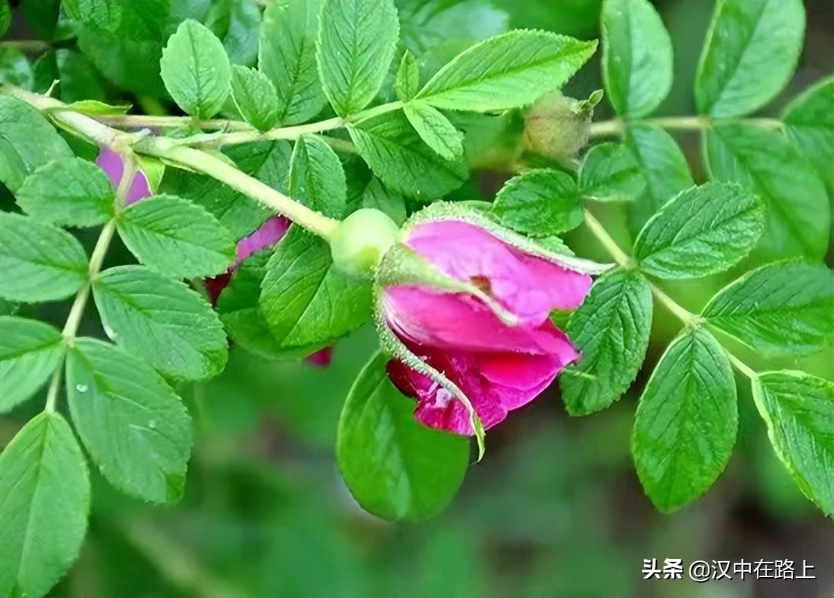 漢中濱江新區(qū)金牛路——“月季大道”上線了