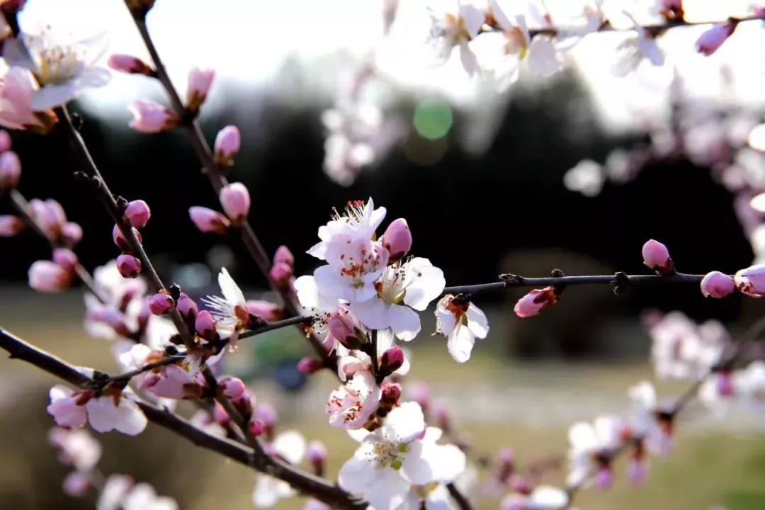 山河春意 | 一花独放不是春 百花齐放春满园