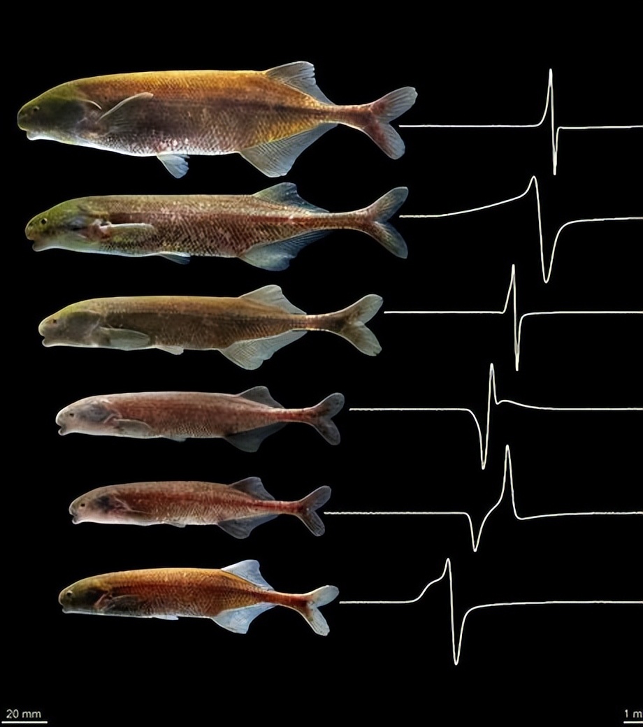 生物學(xué)家弄清楚了魚類電氣化的歷史