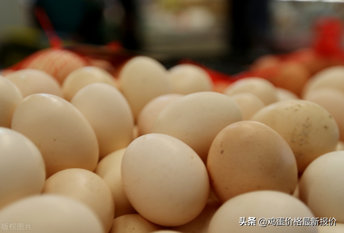 中国蛋禽网今日鸡蛋价格表「蛋禽网今日鸡蛋价格」