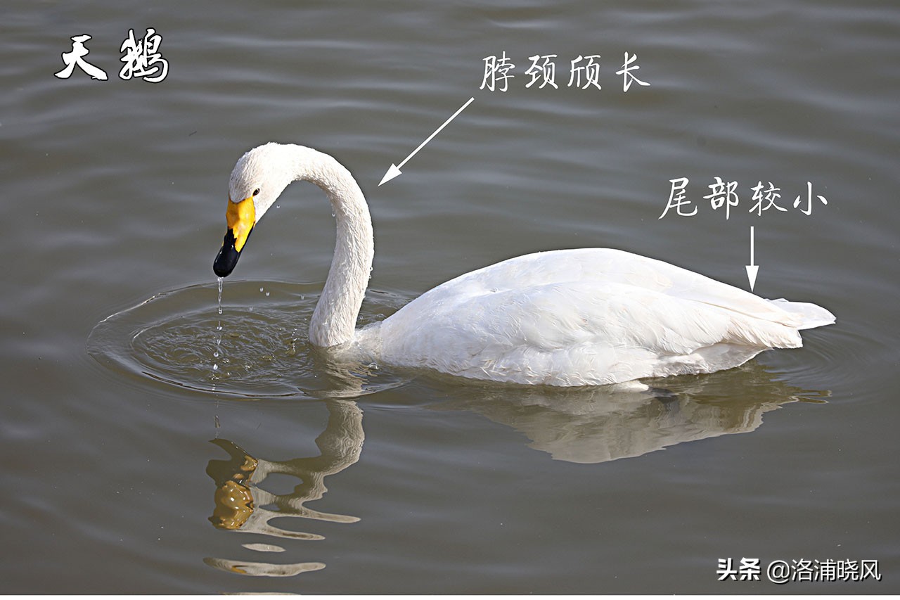 大雁与鹅的区别(家鹅与天鹅没有亲缘关系——兼谈家鹅与天鹅的区别)