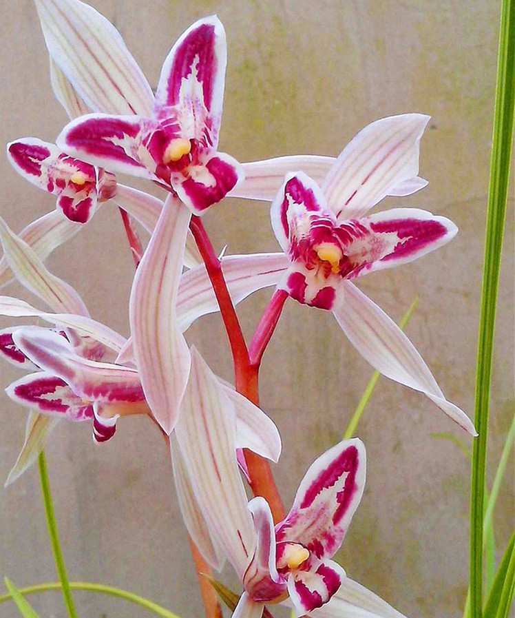 当下 此兰正值发苗期 花如彩蝶 形似玉兔 芳香四溢 寓意吉祥 天天看点