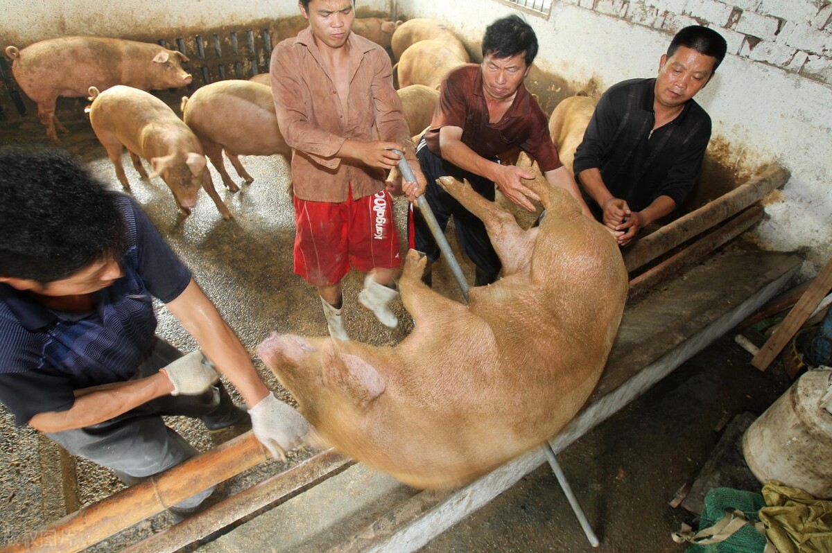 4月19日，養豬人賣豬的價格，迎來久違的漲價