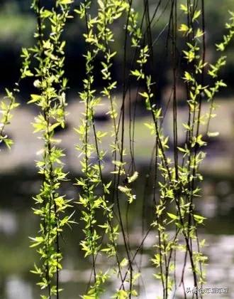 草长莺飞，花满枝头，愿与你安暖相伴