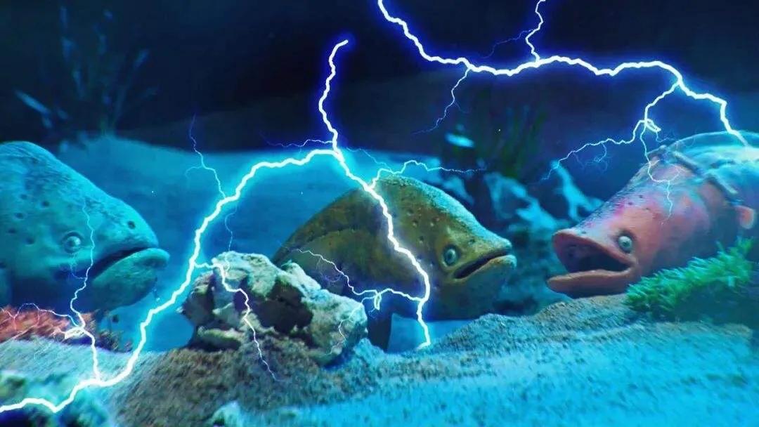 电鳗鱼多少钱一条(电鳗为什么电不死自己,发电量超过高压线)