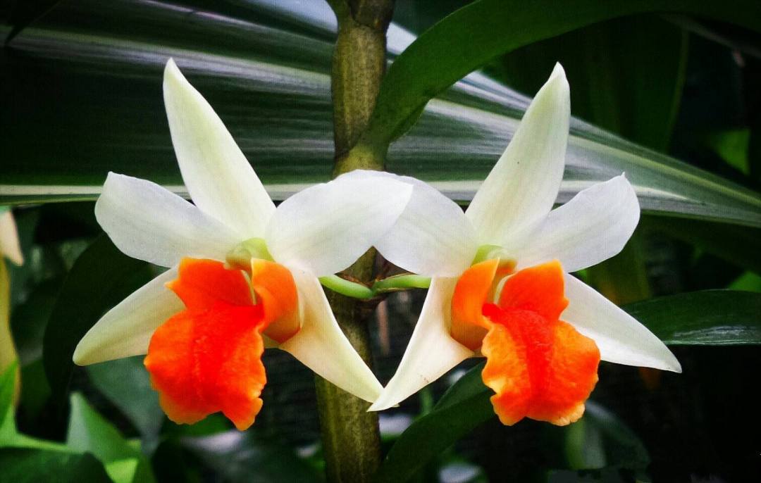 兰花的花语和寓意,球兰花的花语和寓意是什么_友友