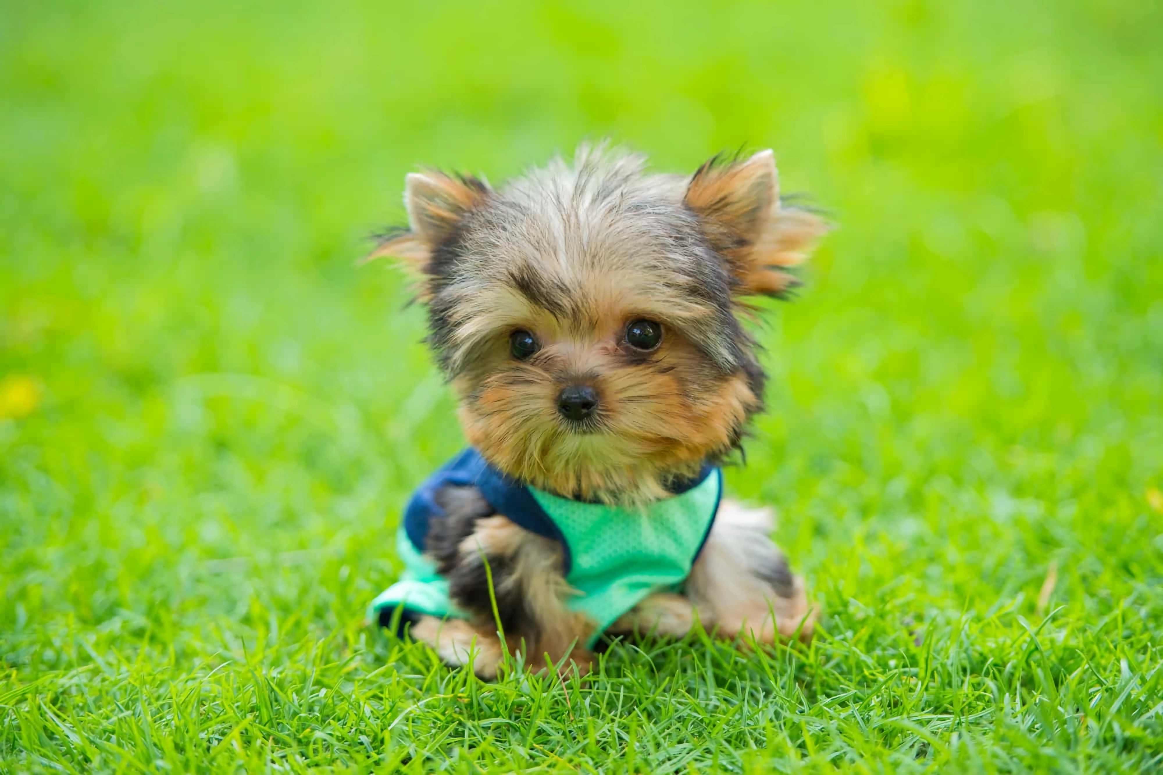 茶杯犬多少钱一只 博美犬价格多少钱一只