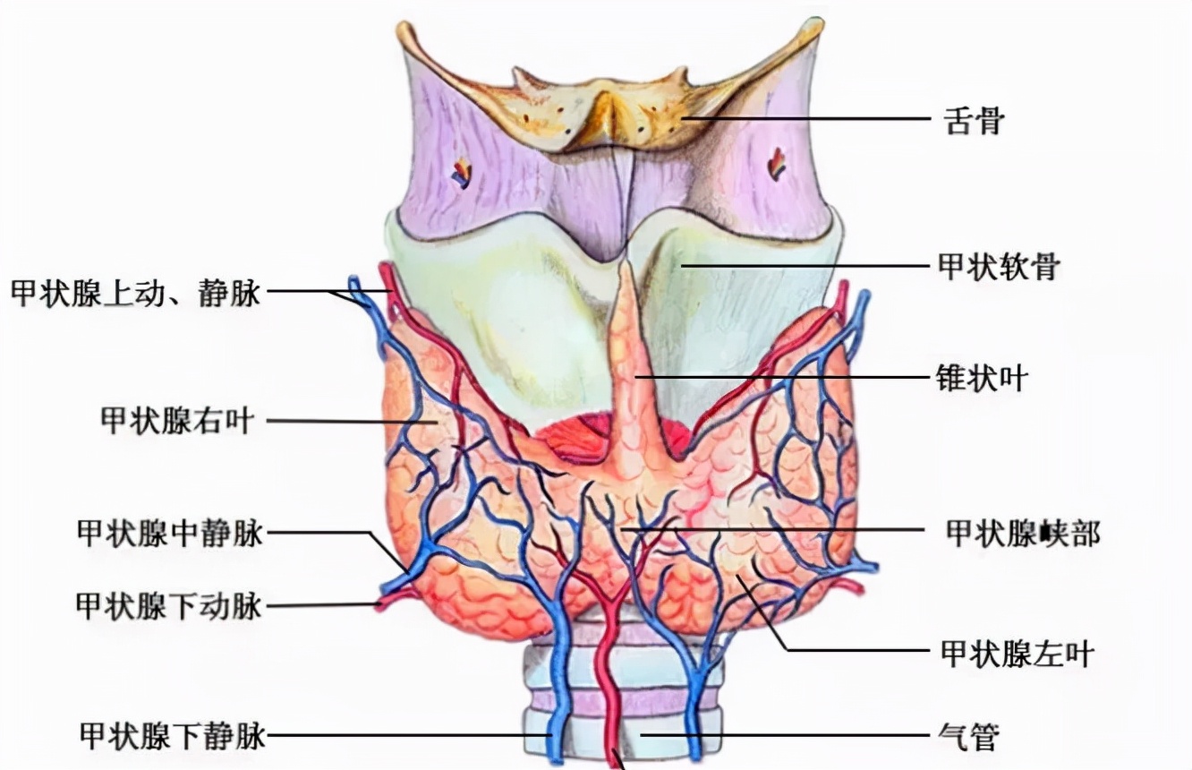 手术前请三思！为什么我们不建议甲状腺患者开刀手术