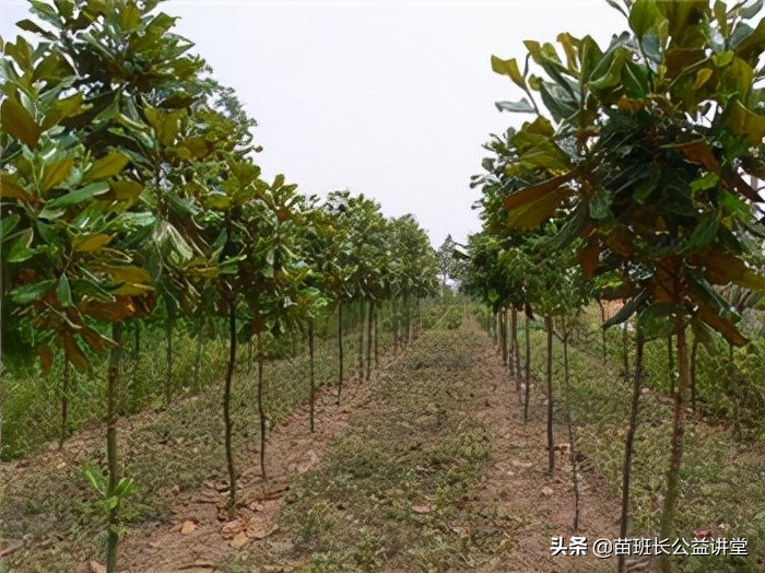 绿地苗木老化的发生原因及养护对策