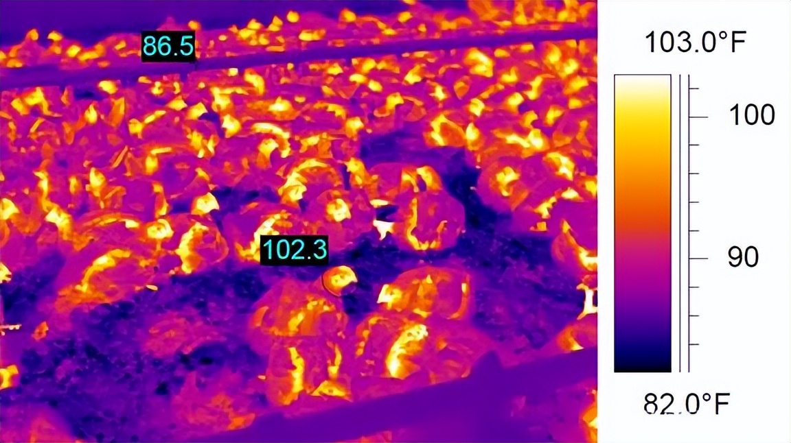 夏季高温规模化蛋鸡养殖，热应激不仅仅是环境问题？最重的是管理